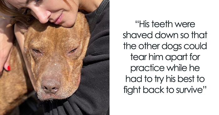 Animal Rescuers Saved This Pit Bull From The Horrific Life He Was Forced To Live And Helped Him Experience Love And Care