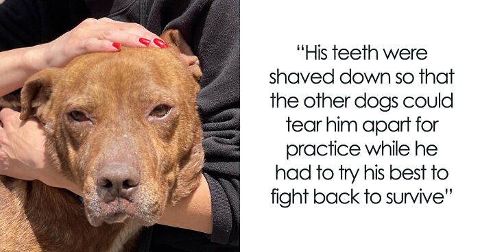 Not Knowing Love, This Pit Bull Was Bait In Vicious Dog Fights Until He Was Rescued And Well Taken Care Of