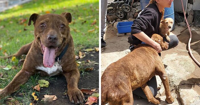 After Decades Of Neglect And Abuse, This Pit Bull Finally Knows What Love Is