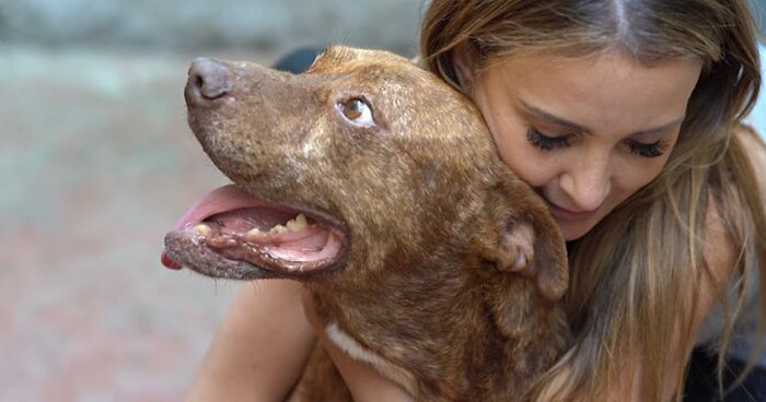 This Pit Bull Was Horrifically Abused For 10 Years Before He Found His Peace When Taken Into The Hands Of Kind-Hearted People