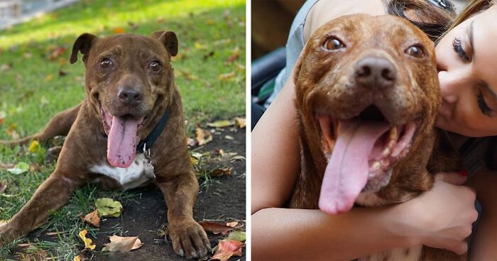 This Pit Bull Was Horrifically Abused For 10 Years Before He Found His Peace When Taken Into The Hands Of Kind-Hearted People