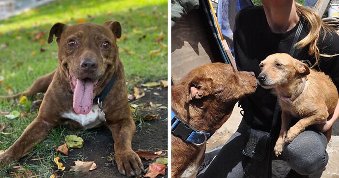 This Pit Bull, Who Has A Love For People Even After They Abused Him For Nearly 10 Years, Was Rescued And Brought To LA By 'Animal Rescue Mission'