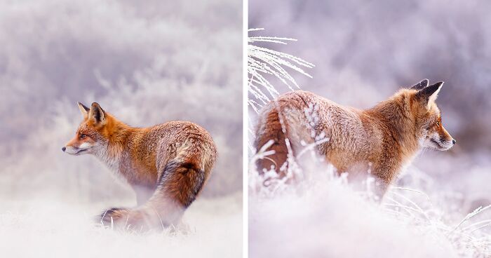 A Little Touch Of Red In My Color Palette: I Took Pictures Of Foxes In The Snow (19 New Pics)