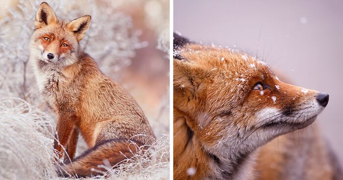 19 Pictures Of Foxes In Winter Wonderland That I Took (New Pics)