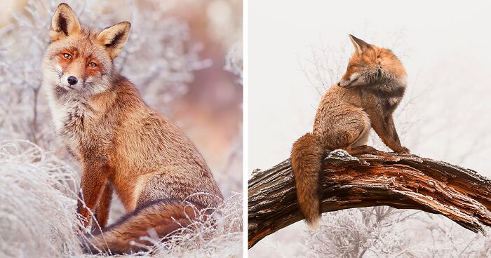 A Little Touch Of Red In My Color Palette: I Took Pictures Of Foxes In The Snow (19 New Pics)