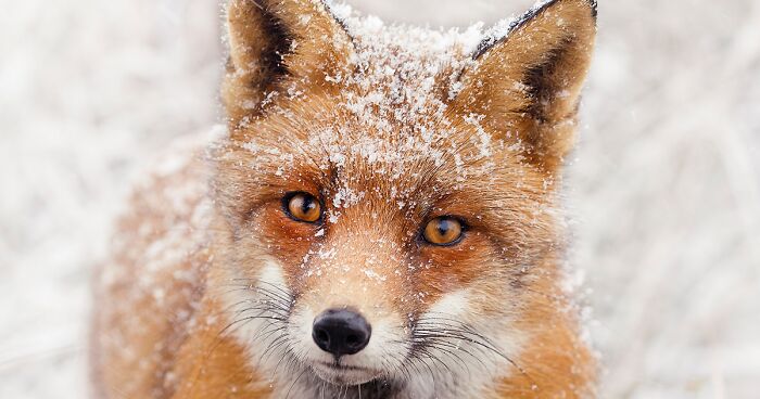 I Photographed Foxes In Snow (19 New Pics)