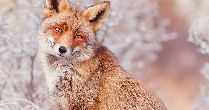 My 19 Fairy Tale-Like Pictures Of Red Foxes In The Snow (New Pics)