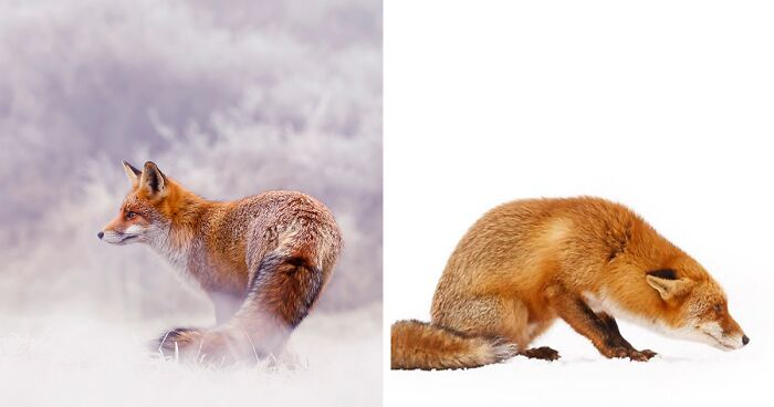 Red And White Mission: My 19 Photographs Of Foxes In The Snow (New Pics)