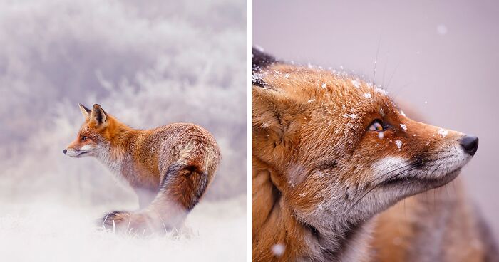 A Little Touch Of Red In My Color Palette: I Took Pictures Of Foxes In The Snow (19 New Pics)