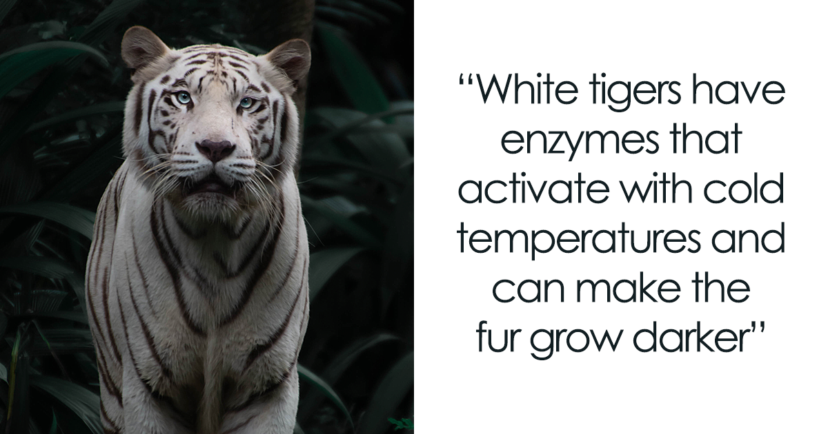 white tiger tumblr quotes