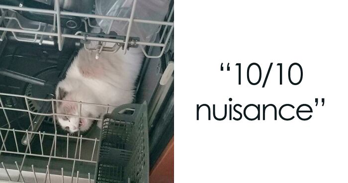 99 Times Cats Acted So Weird, They Made People Ask, “What’s Wrong With Your Cat?” (New Pics)