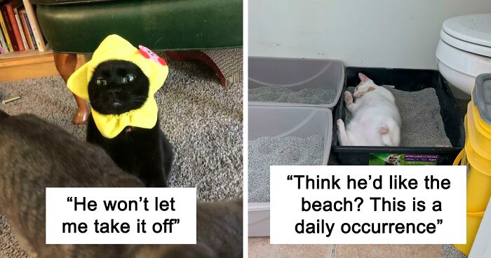 99 Ridiculously Silly Cats That Make Us Want To Ask Their Owners, “What’s Wrong With Your Cat?” (New Pics)