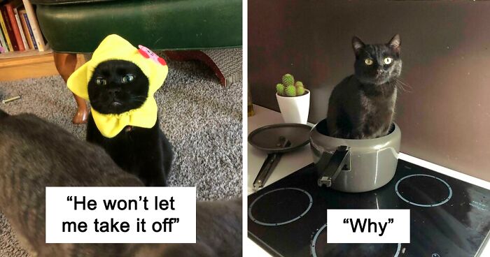 99 Times Cats Acted So Weird Their Owners Just Had To Post Pics Of Their ‘Malfunctions’ Online (New Pics)