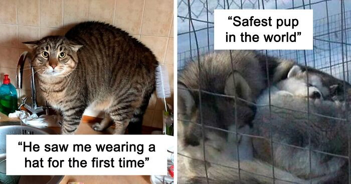 This Twitter Page Shares Only The Most Wholesome Memes (130 New Pics)