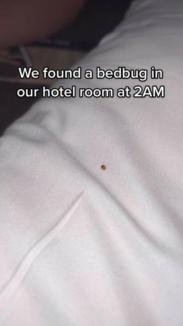 Woman Documents Hotel’s Brilliant Response After Finding A Single Bedbug In A Room