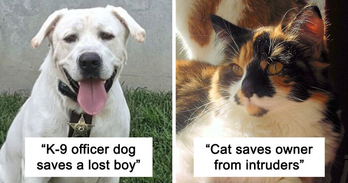 10 Inspiring Stories Of Pets Who Became Heroes Of 2022