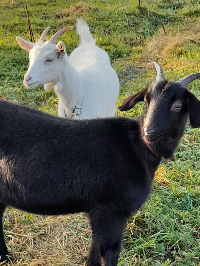 My Goats, Ebony And Ivory (Ebby And Ivy For Short :-D)