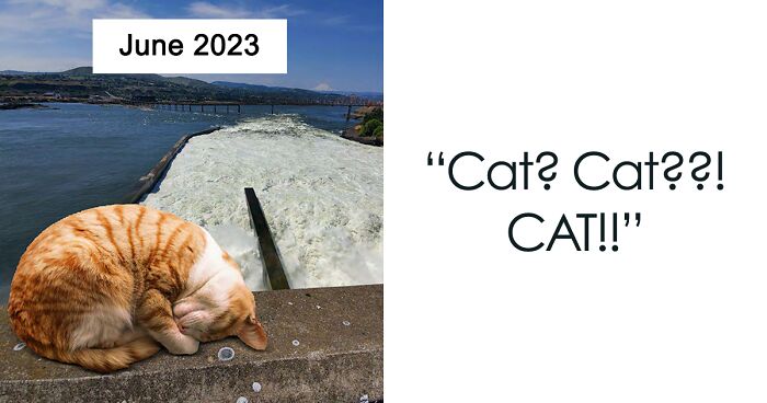 U.S. Army Corps Of Engineers Decided To Create A Witty 2023 Calendar Featuring Cats