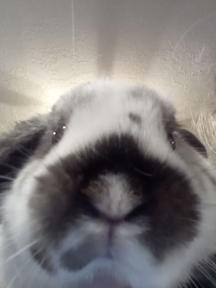 My Holland Lop Rabbit, Oliver