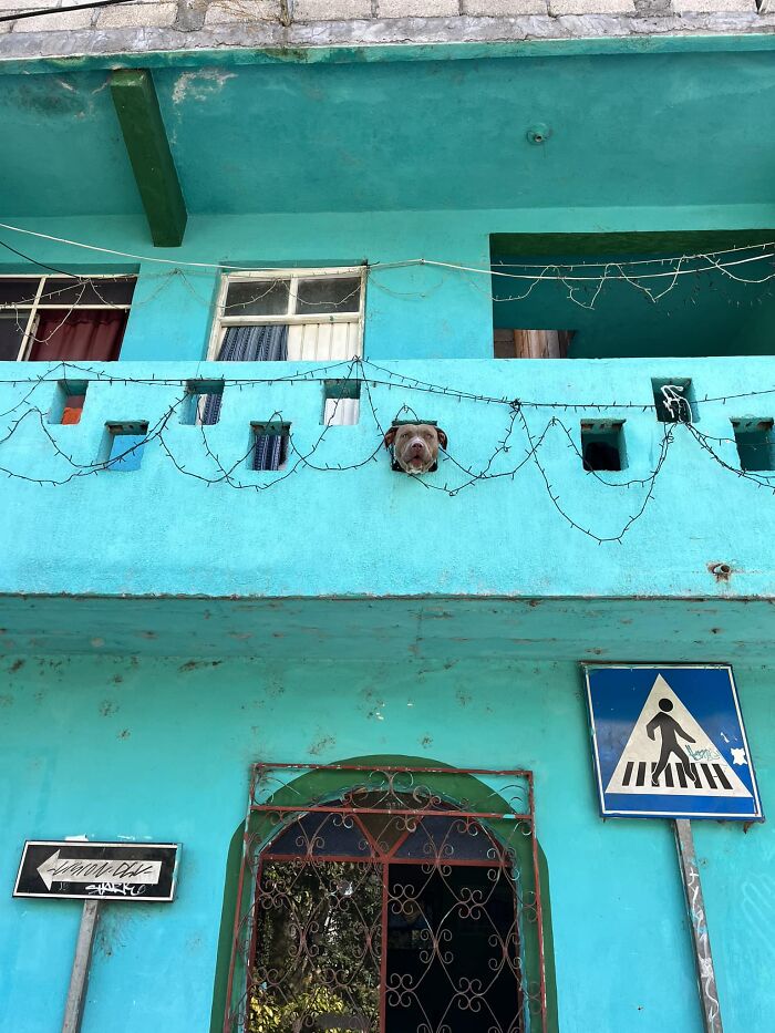 Spotted This Barky Boy In Lake Atitlan, Guatemala