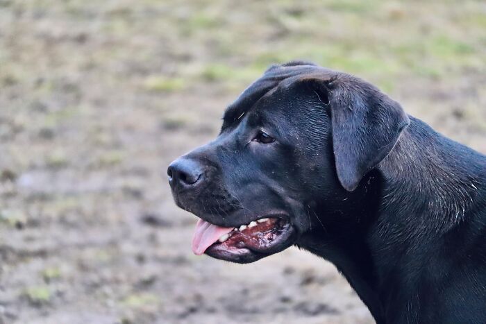 Spotted On A Walk: The Goodest Boy