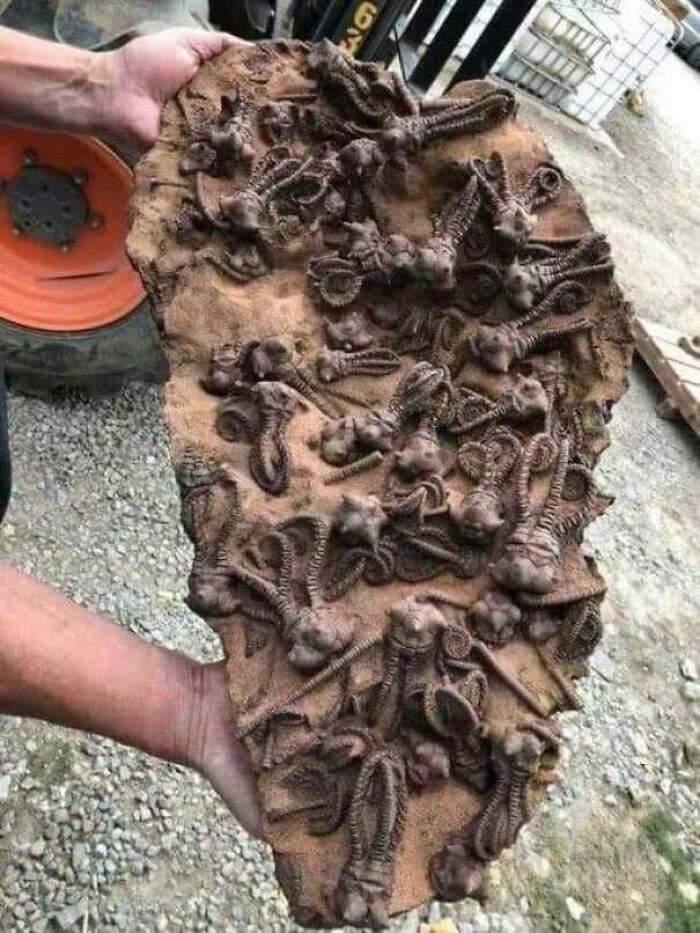 Jimbacrinus Crinoid Fossils, 280 Million Years Old, Found In Western Australia, Gascoyne Region