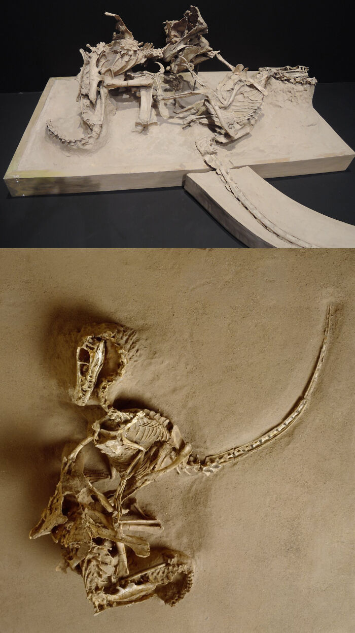 The Legendary "Fighting Dinosaurs" Fossil, Of Which A Velociraptor And Protoceratops Were Both Preserved In Mortal Combat