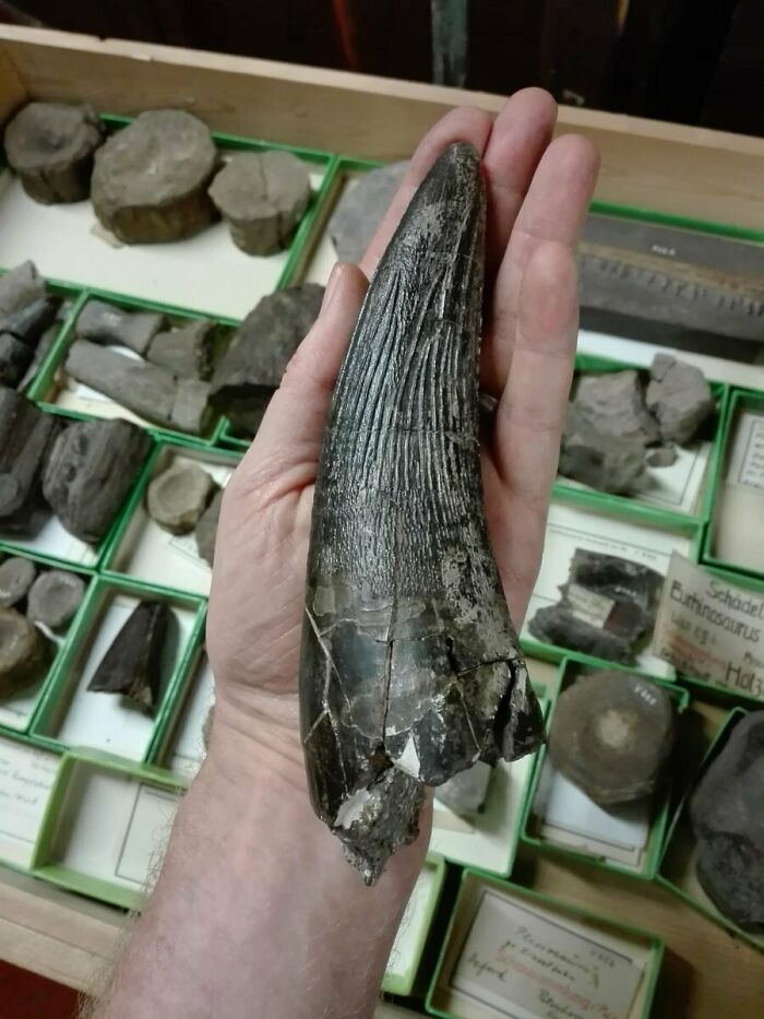 The Tooth Of A Liopleurodon. Discovered In England's Peterborough Area