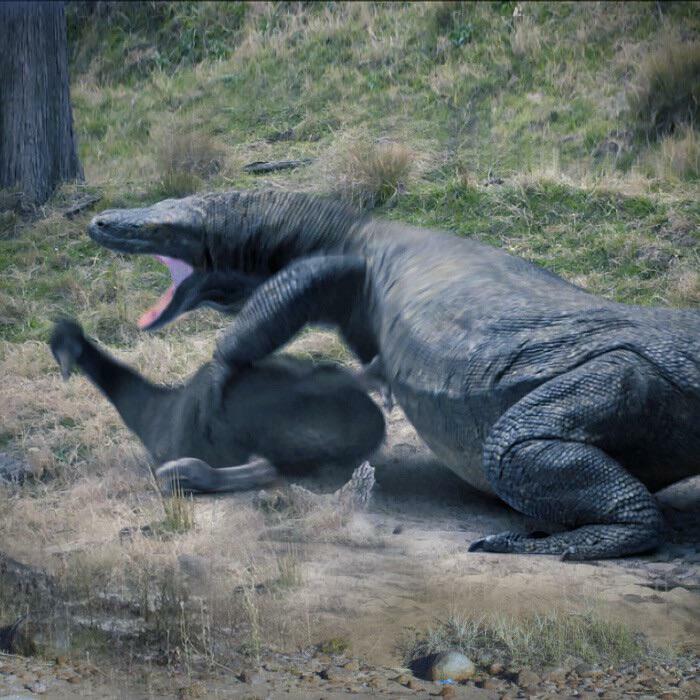 The Dragon From Down Under: A Massive Megalania Finds A Meal In The Form Of An Unlucky Genyornis