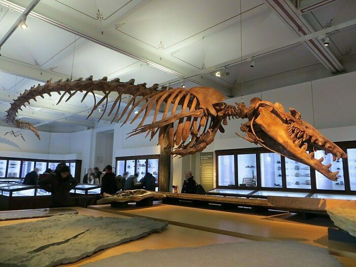 Basilosaurus, A Large, Toothed Whale Whose Serpentine Appearance Caused Scientists To Initially Believe It Was A Marine Reptile