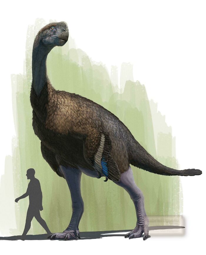 Gigantoraptor, The Largest Of The Oviraptorosaurs