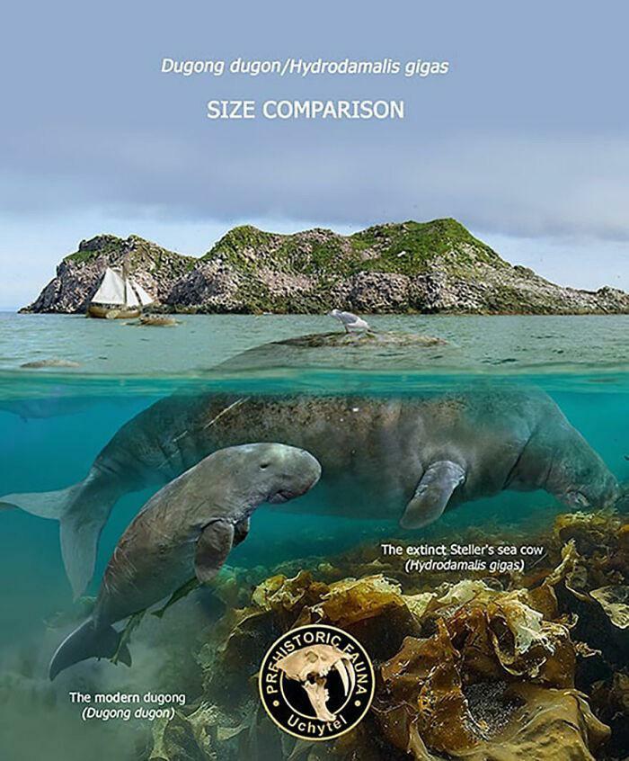 Steller’s Sea Cow, An Enormous Creature Brought To Extinction By Humans, Compared To The Extant Dugong (Which Is About The Weight Of A Bison)