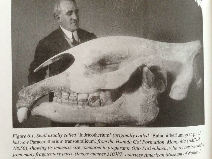 Enormous Paraceratherium Skull