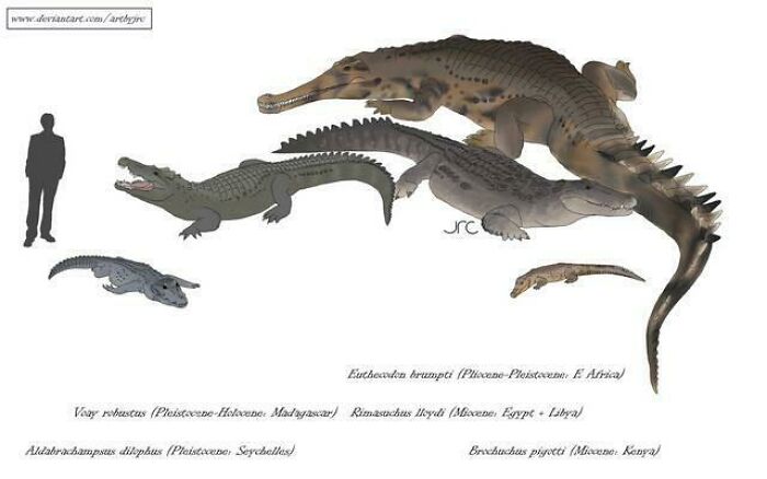 The Fossil Species Of Incredible Crocodile Subfamily Osteolaeminae, Today Only Represented By Dwarf Crocodiles