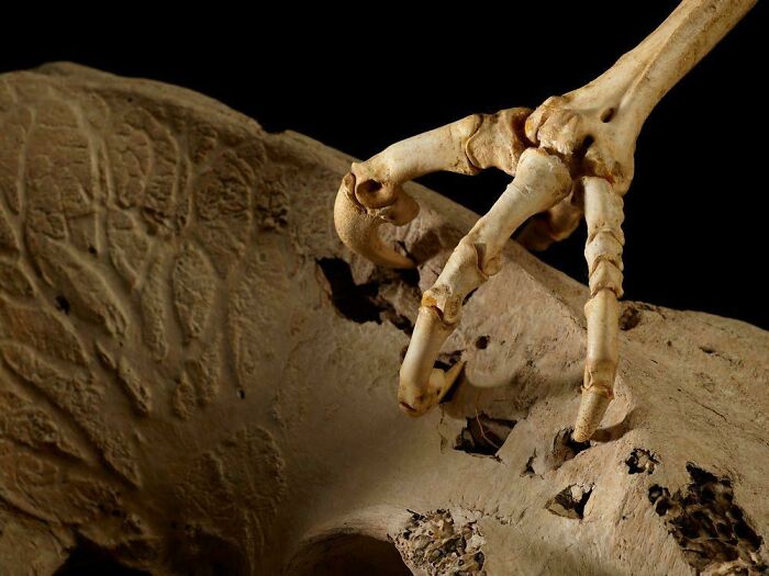 The Pelvis Of The 440-Pound/200-Kg Giant Moa Showing Puncture Wounds From The Talons The Haast’s Eagle