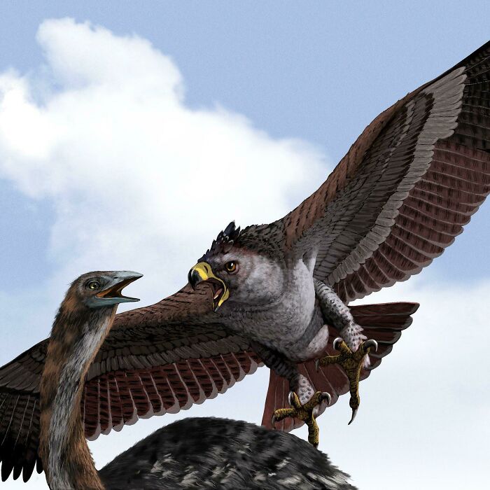 The Last Moment For A Moa As It Is Attacked By A Haast’s Eagle