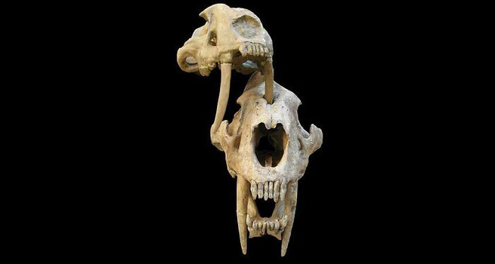 A Smilodon Populator With A Pierced Skull Likely Due To A Innerspecific Killing (With The Skull Of Another Used To Match The Bite Marks)