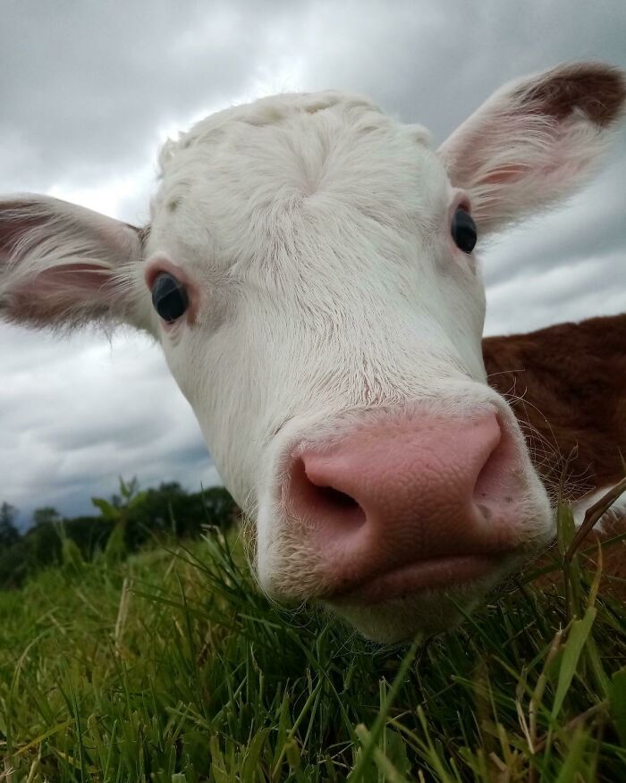 One Of The Calves Having A Rest