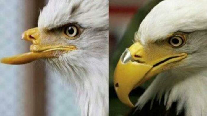 This Eagle Was Shot In The Face And Got 3D Printed Beak Which Made Him More Badass