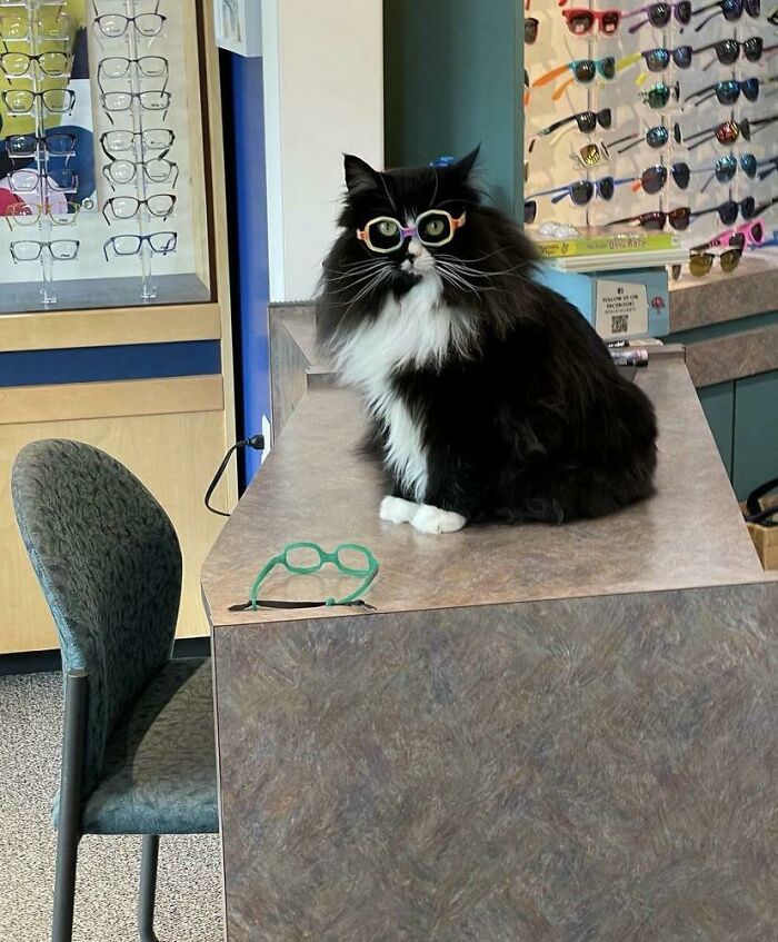 This Is Truffles; She Works At A Children’s Optometrist To Help Them Feel Better About Wearing Glasses