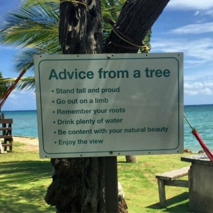 Some Tree-Some Advice From A Tree!