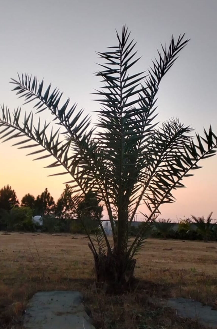 Here Are The Most Beautiful Scenes Of Plants During Sun Drowning