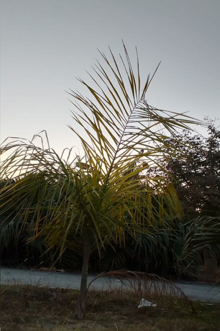 Here Are The Most Beautiful Scenes Of Plants During Sun Drowning