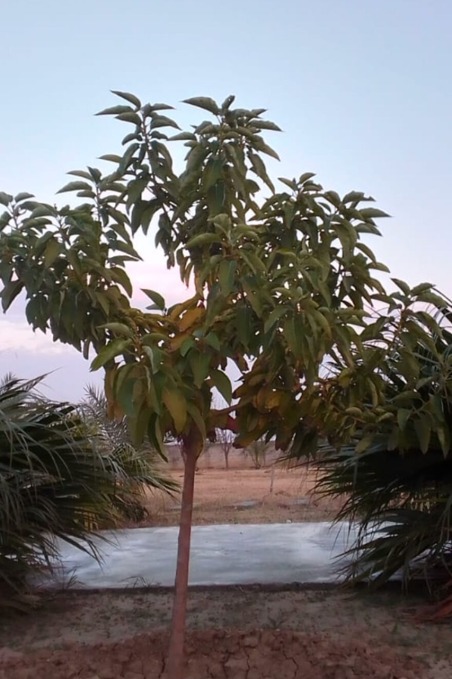 Here Are The Most Beautiful Scenes Of Plants During Sun Drowning