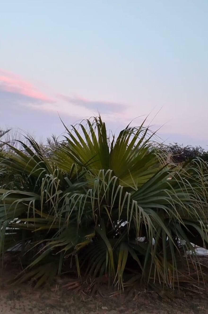 Here Are The Most Beautiful Scenes Of Plants During Sun Drowning