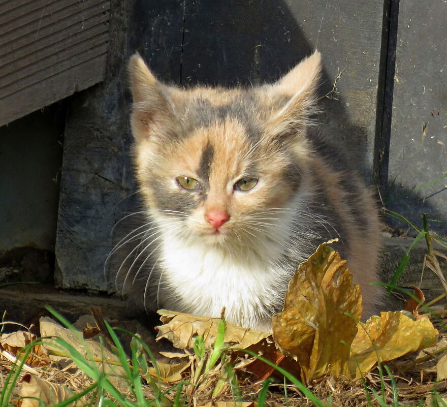 This Little Cutie Lives Next To The Restaurant With His/Her Mother And At Least They Eat Well