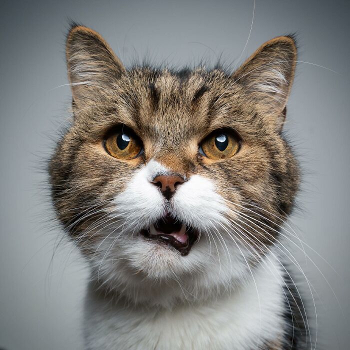 Catographer Shares Funny 'Angry Kitty' Shots to Brighten Your Day