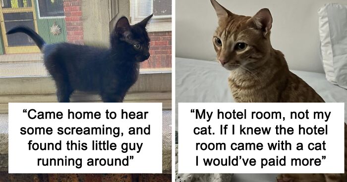 56 Times People Walked Into 'Not Their Cats' Casually Chilling In Their Homes (New Pics)