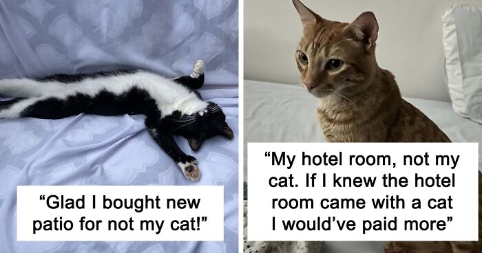 People Share Photos Of Their Best 'My House, Not My Cat' Encounters On This Facebook Group (56 New Pics)