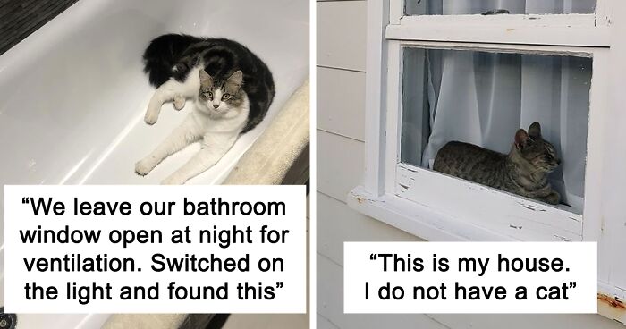 'My House, Not My Cat': 56 Times Cats Took Over People's Homes (New Pics)